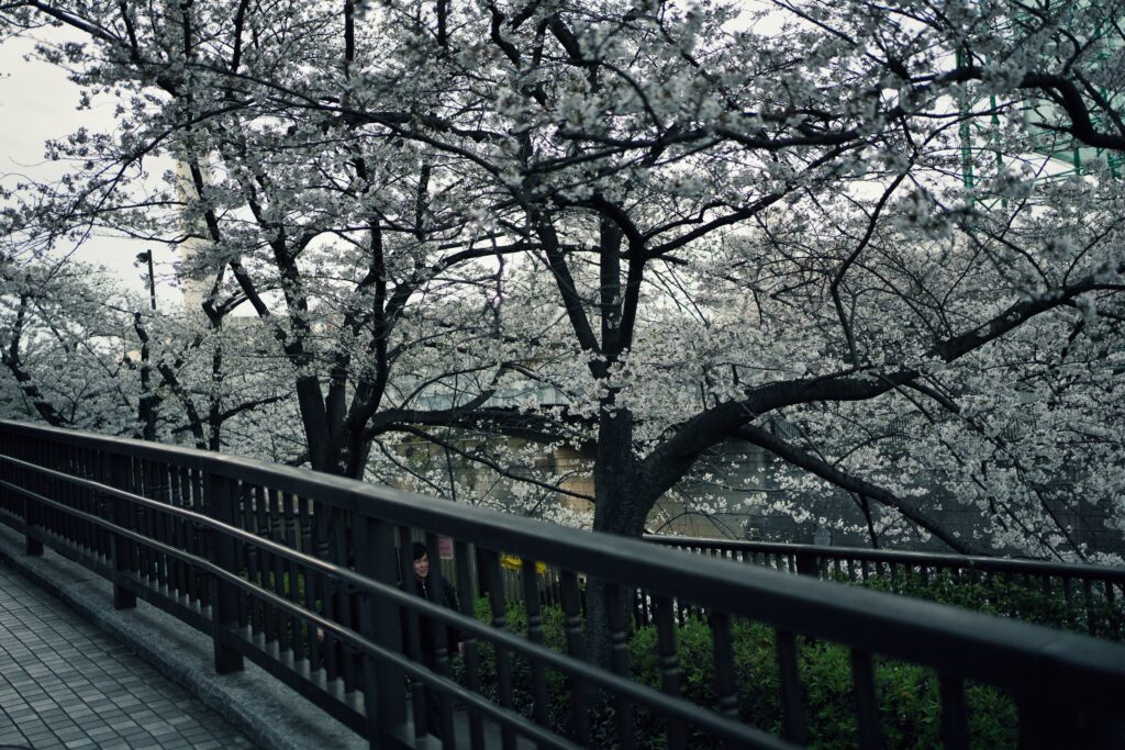 Japan - A childhood dream (1/2) 2 Japan - A childhood dream (1/2) 2