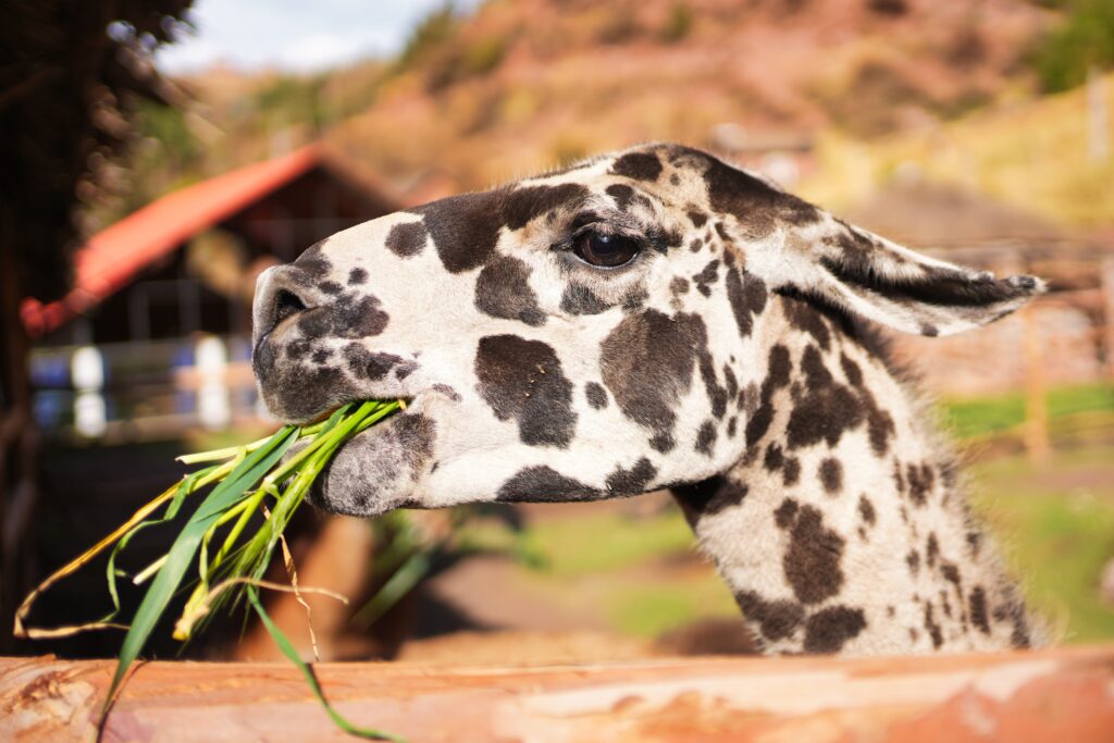 Peru - unbelievable landscapes 13