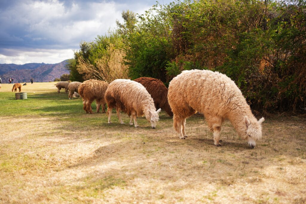 Peru - unbelievable landscapes 21
