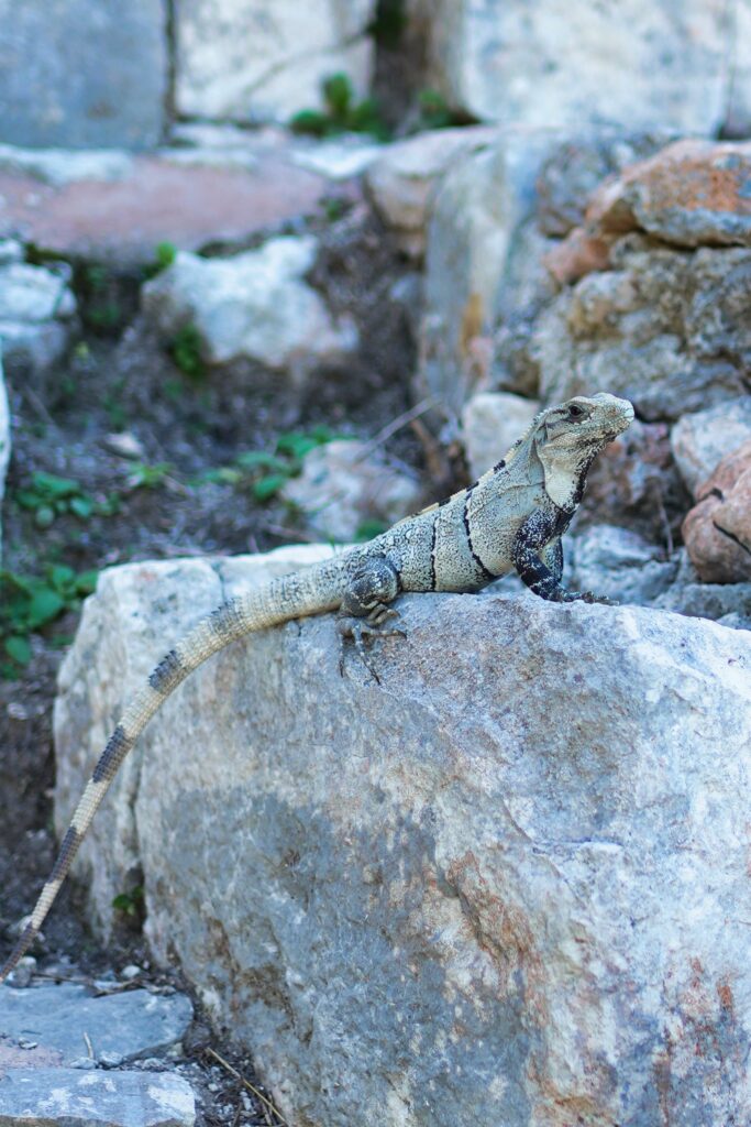 Mexico - a mixed experience 47