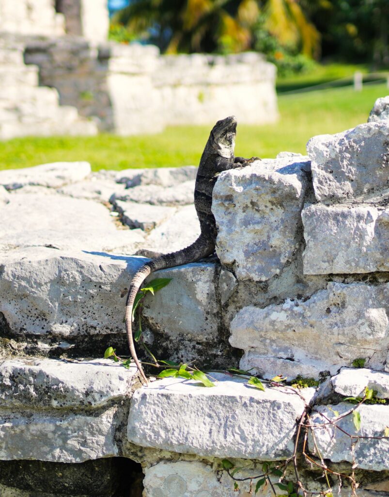 Mexico - a mixed experience 61