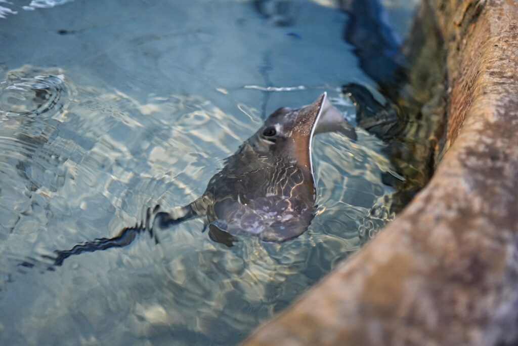 Mexico - a mixed experience 66