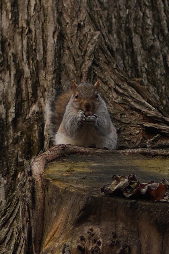 Christmas & NYE - The US 42 Christmas & NYE - The US 42